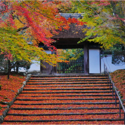 🌸終了致しました🌸ハリウッドスターも密かに訪れた 京都・非公開寺院『安楽寺』貸切特別拝観～秋の絶景寺院＆文化財の審美眼を磨く旅～
